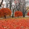 紅葉コラボ