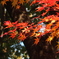 DSCF4389
