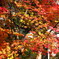 DSCF4419