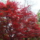 DSCF4719