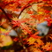 紅葉、ぽん！