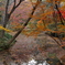 紅葉アーチ