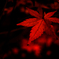 宝厳院紅葉ライトアップ６