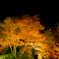 宝厳院紅葉ライトアップ７