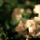 photo_2255800