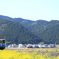 のどか