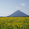 開聞岳と菜の花