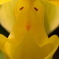 ドナルドダック