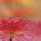 花便り　- 菊華彩 -