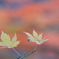 秋の終わり