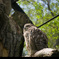 釧路市動物園にて～王者