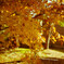 最後の紅葉