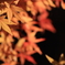 花便り　- 椛日和 -