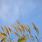秋の空