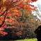 紅葉とおやじ