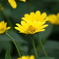 DSC07731