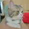 ドロボー猫