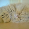 Zzz