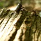 カブトムシ　飛ぶぞ