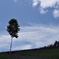 富良野