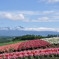 富良野