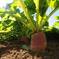 Red radish