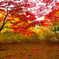 直指庵の紅葉
