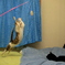 A battle of a bedroom ②