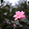 岡山後楽園　山茶花