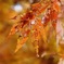 紅葉のすがた