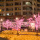 cherry trees which blossom in winter