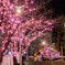 row of cherry blossom trees