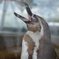 ペンギンのあくび