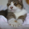 のばした手