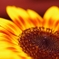 o0800053112170527346