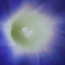 a morning glory