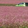 ピンクの花に囲まれて