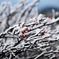 樹氷に咲く山南天