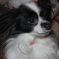 我が家の犬