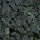 Ｌeaf