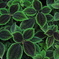 Greenleaf