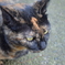野良猫