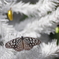 Holy Night Butterfly