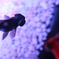 金魚