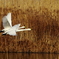 Takeoff