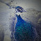 peafowl