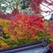 高幡不動 紅葉