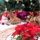 Merry Christmas!