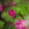 赤い野の花