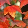 紅葉